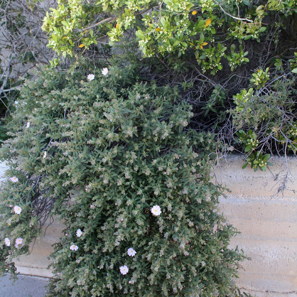 Cistus x skanbergii - Rockrose