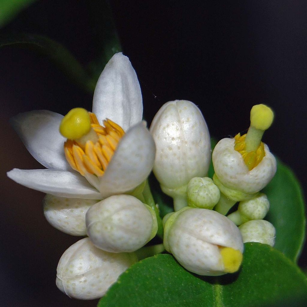 Lime - Citrus aurantifolia
