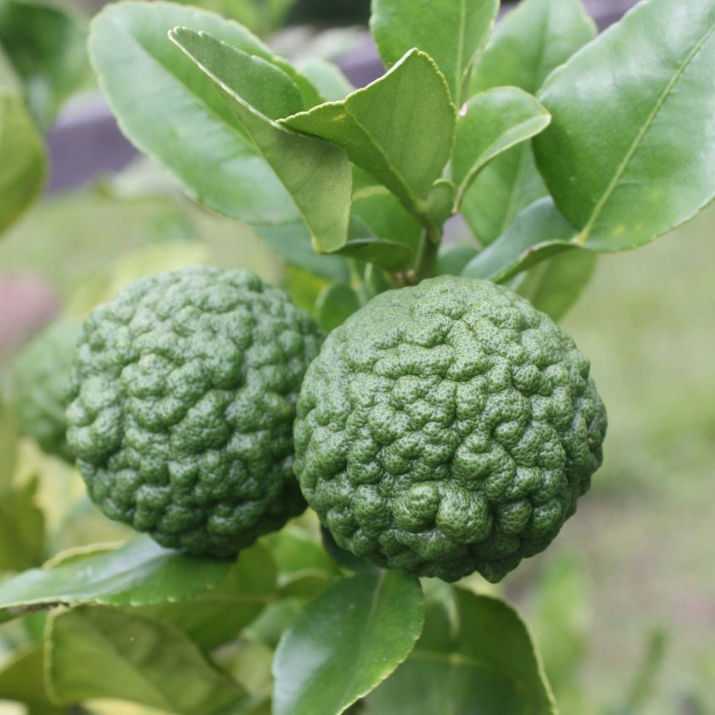 Citrus hystrix - Kaffir Lime