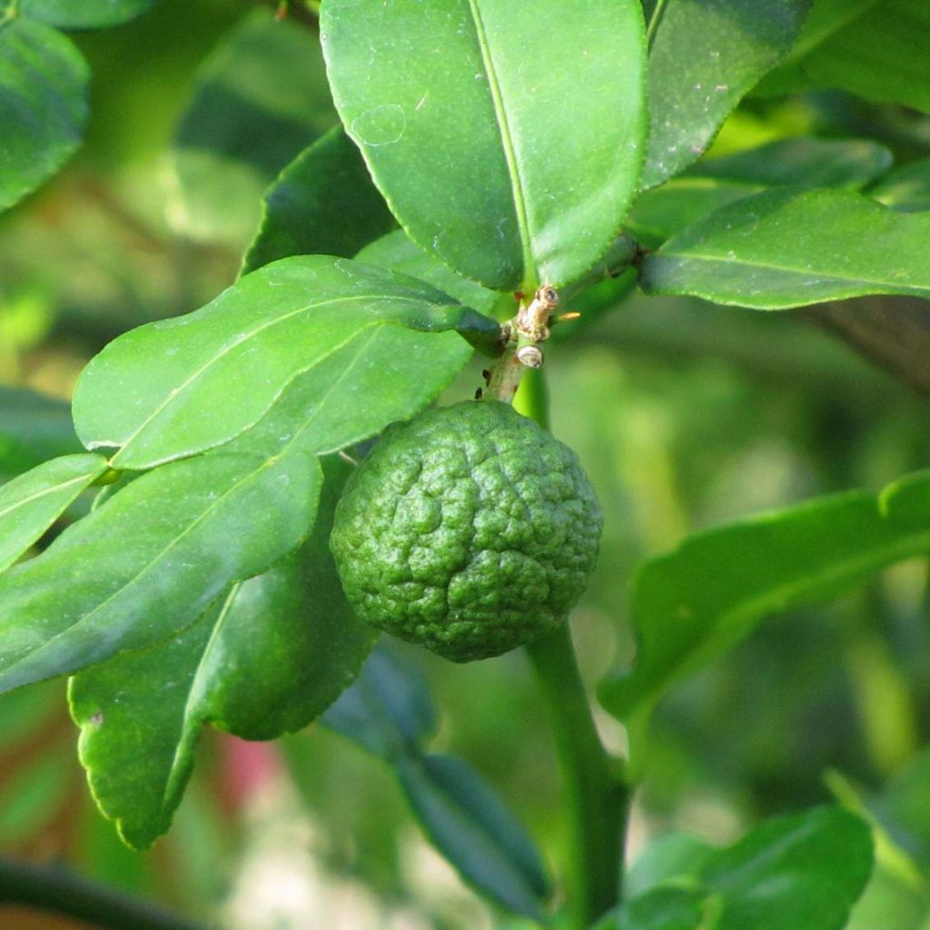 Citrus hystrix - Kaffir Lime