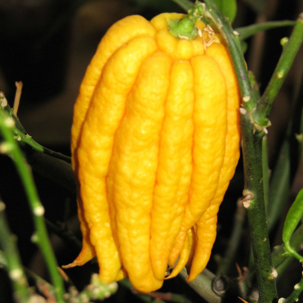 Buddha's Hand - Citrus medica var. sarcodactylis