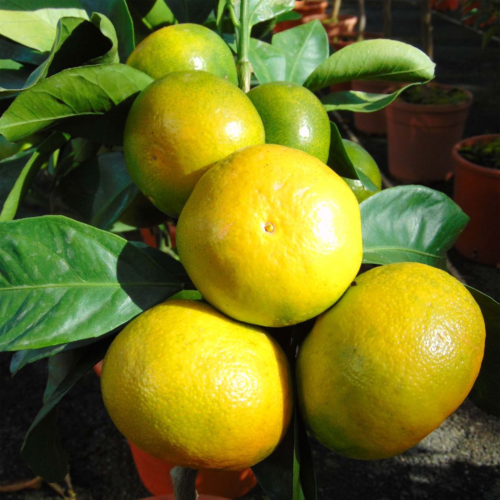 Satsuma Mandarin Tree - Citrus unshiu
