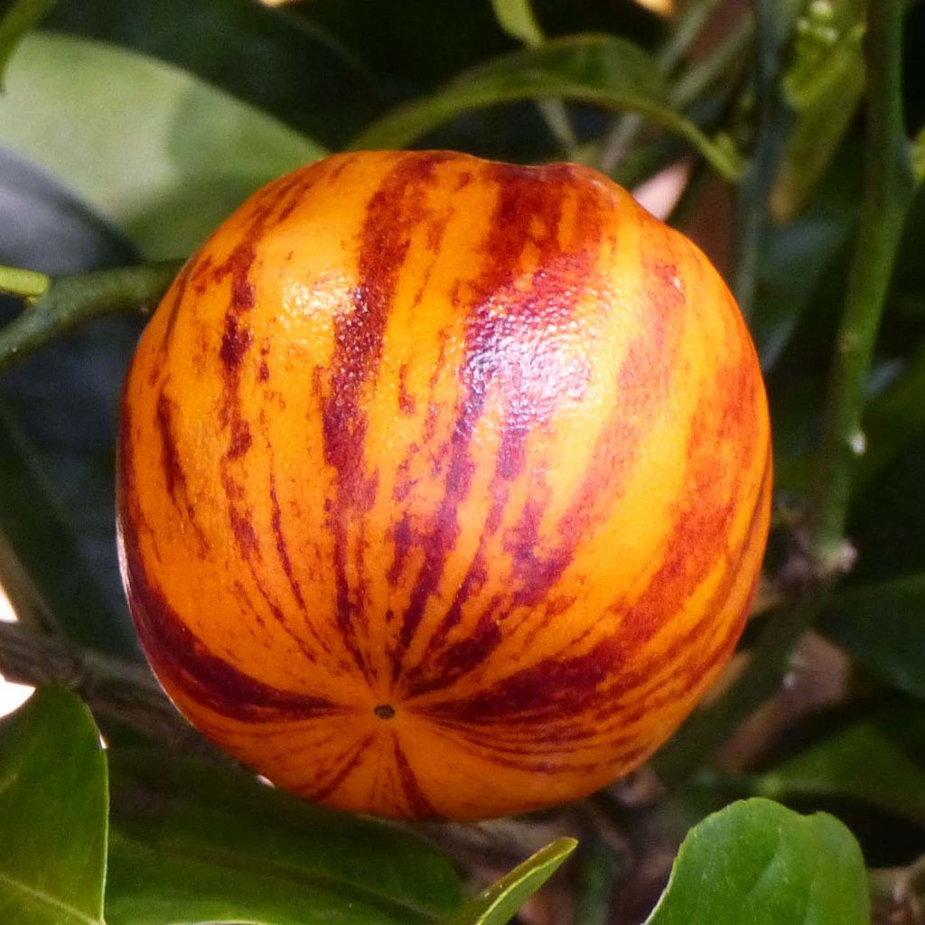Rainbow Orange - Citrus x Doppio Sanguigno