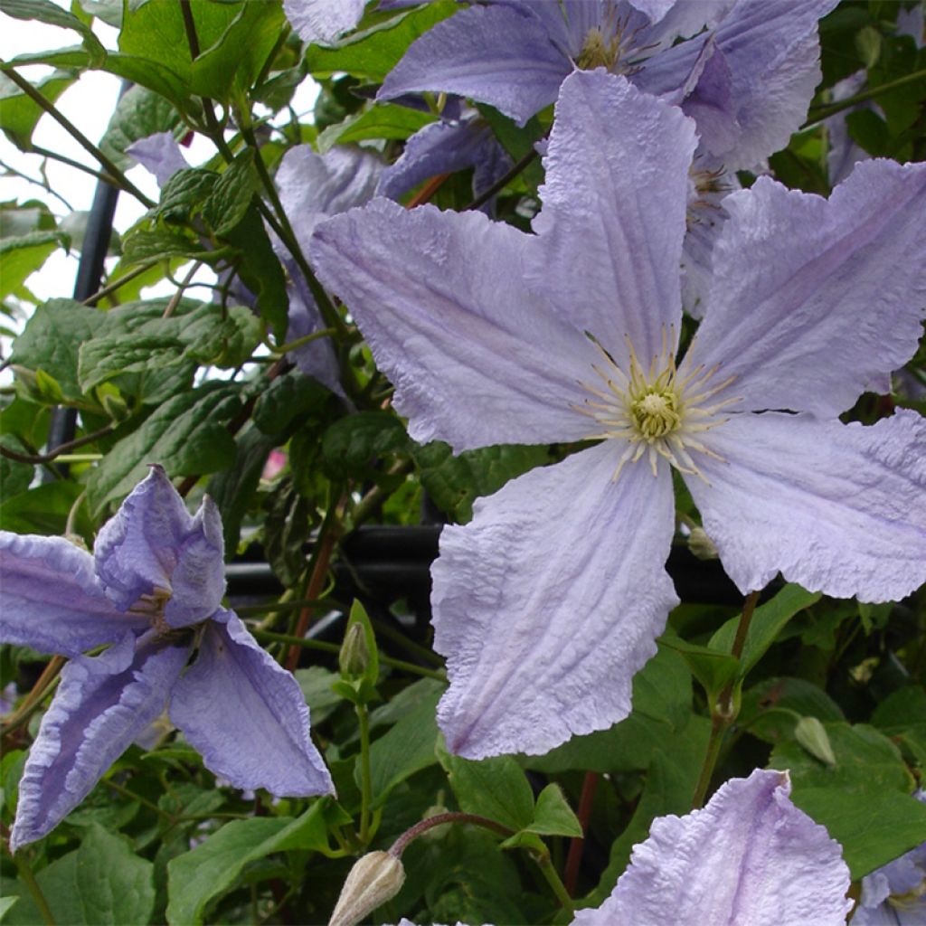 Clematis Blekitny Aniol