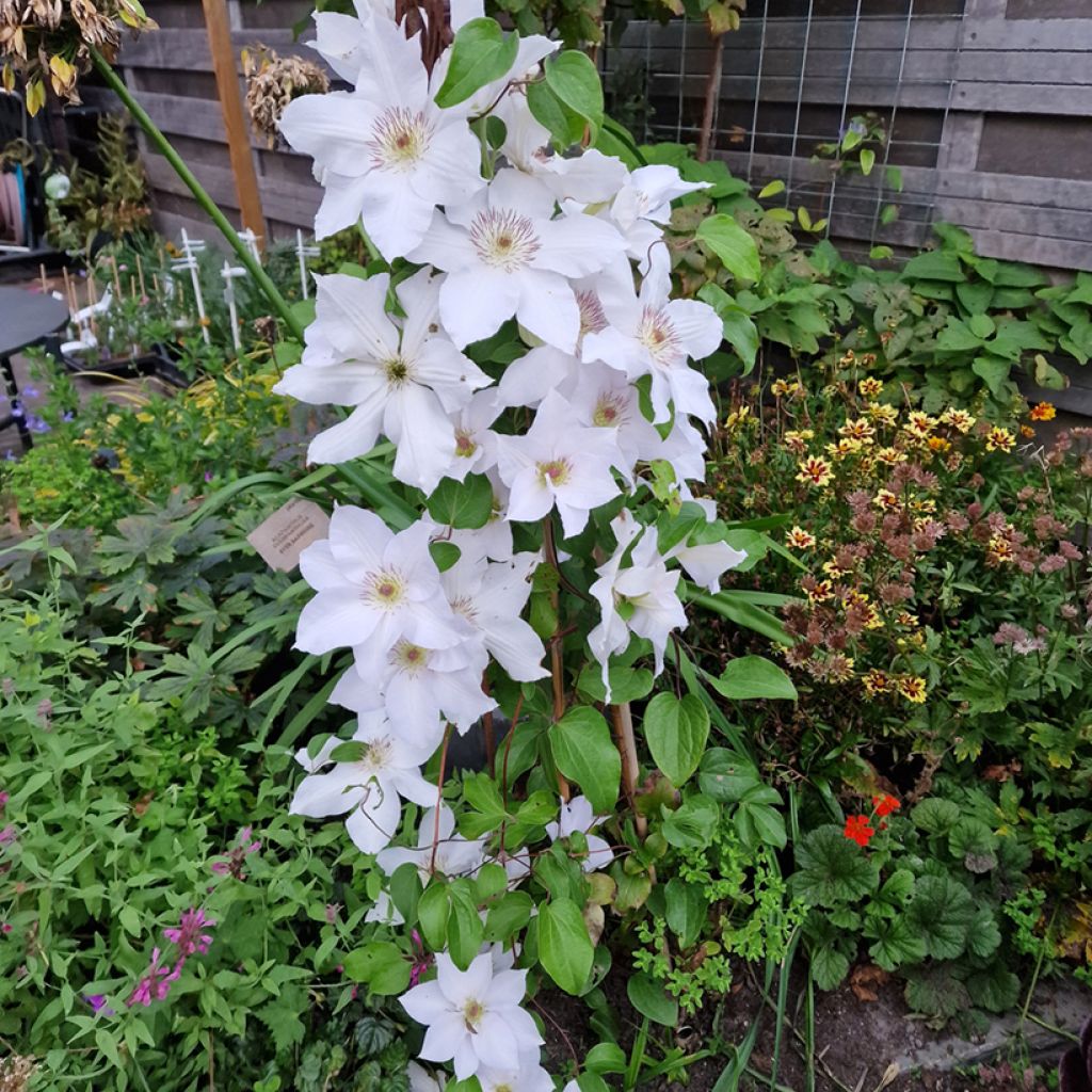 Clematis Guernsey Flute™