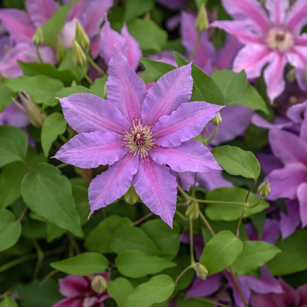 Clematis Tumaini 