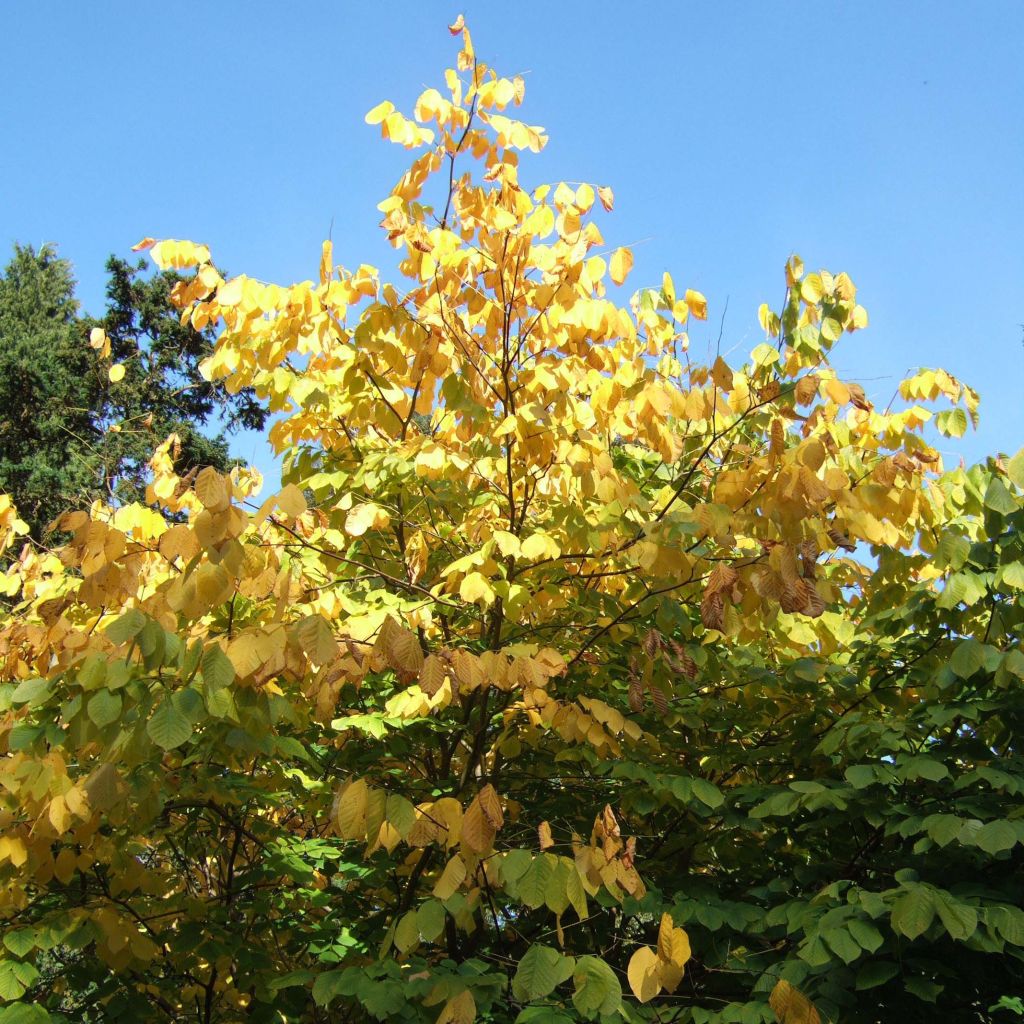 Cladrastis kentukea
