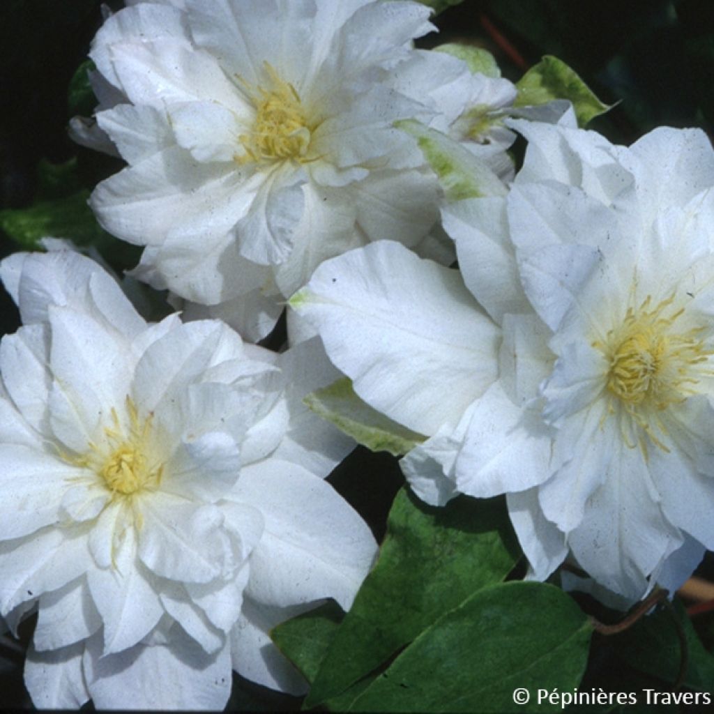 Clematis patens Arctic Queen