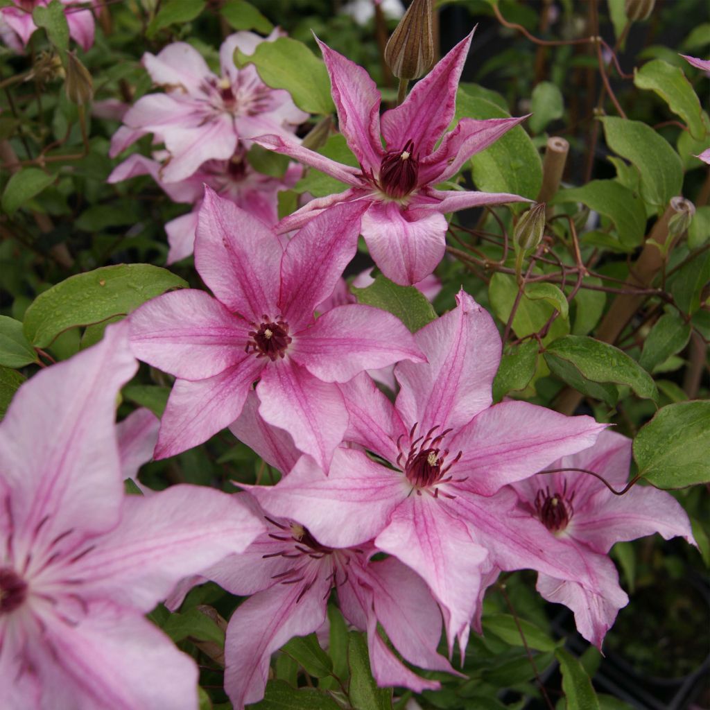 Clematis patens Isabella (Zo12220)