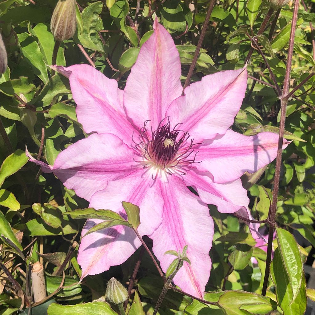 Clematis patens Isabella (Zo12220)