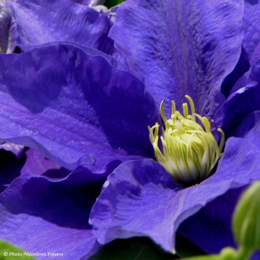 Clematis patens Kingfisher