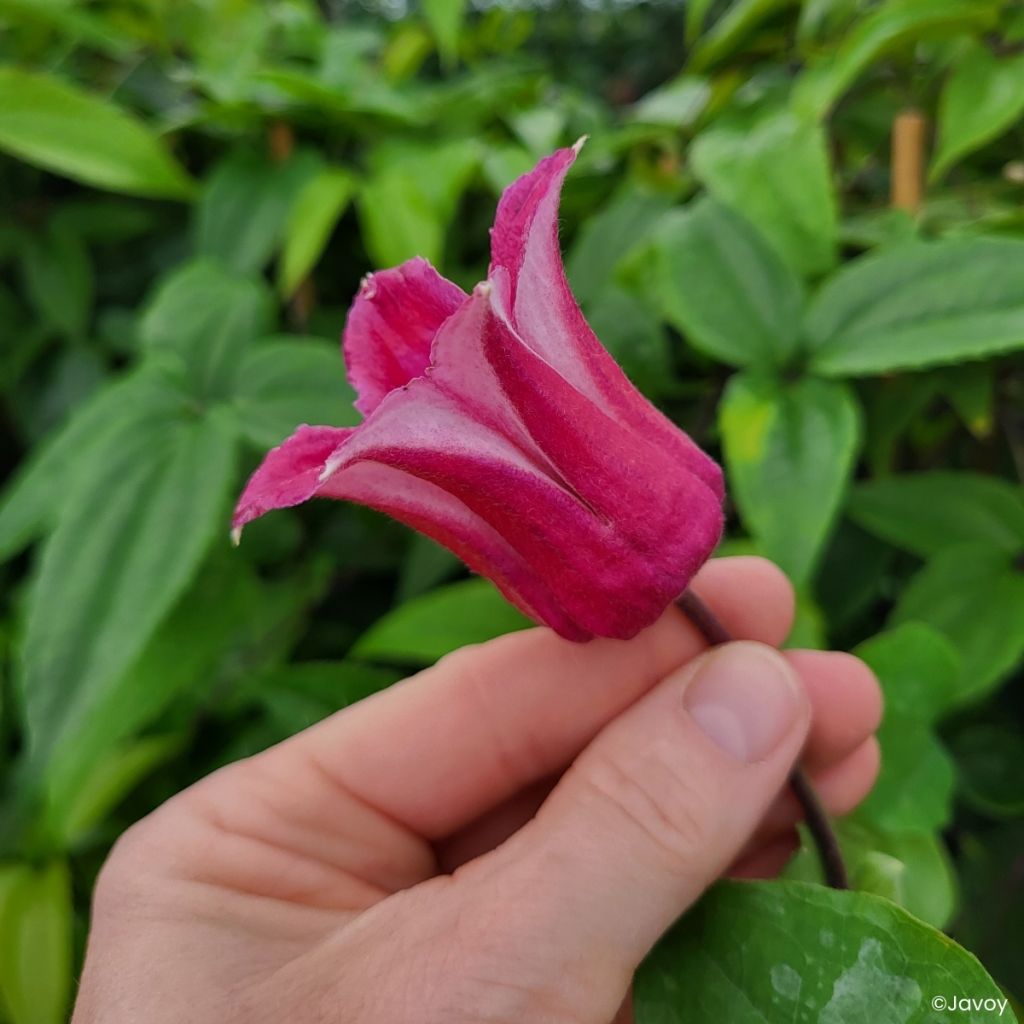 Clematis texensis Notre-Dame de Paris -  - Scarlet Leather Flower