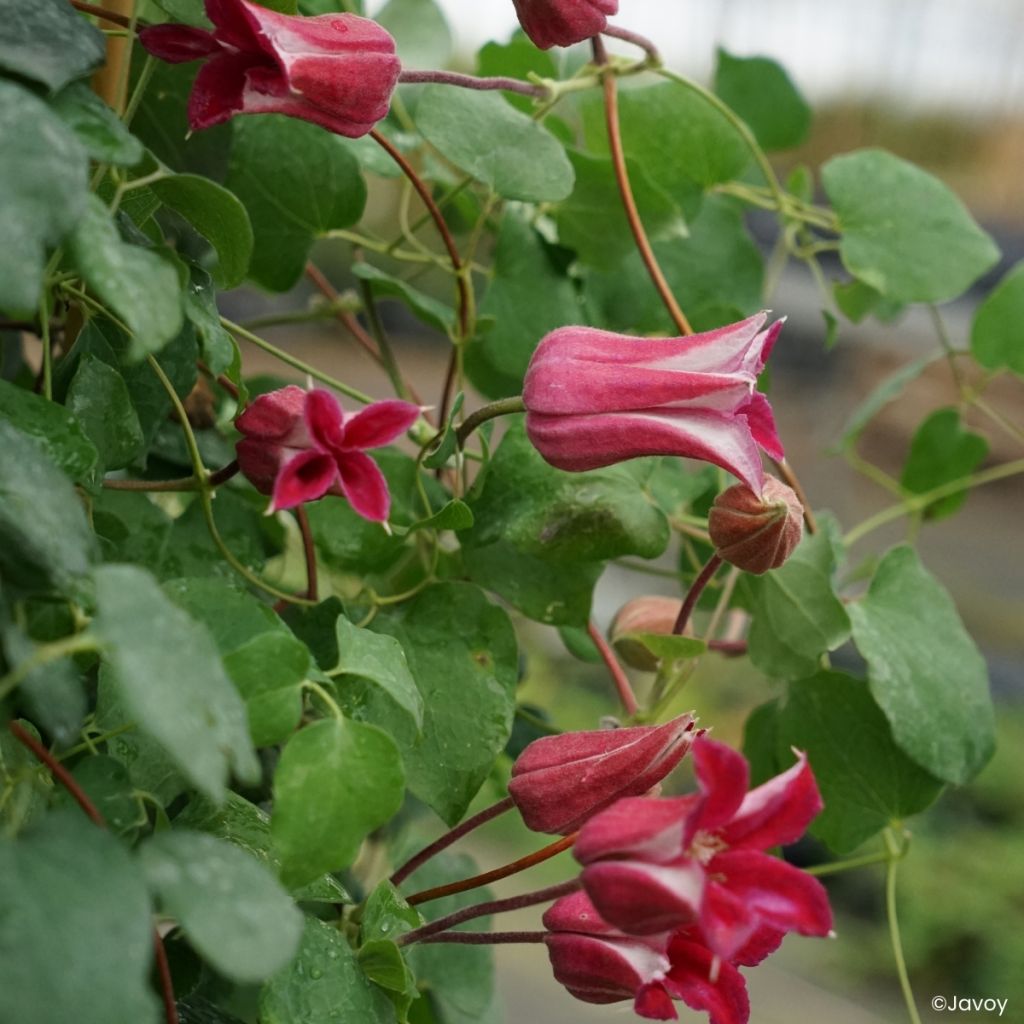 Clematis texensis Notre-Dame de Paris -  - Scarlet Leather Flower