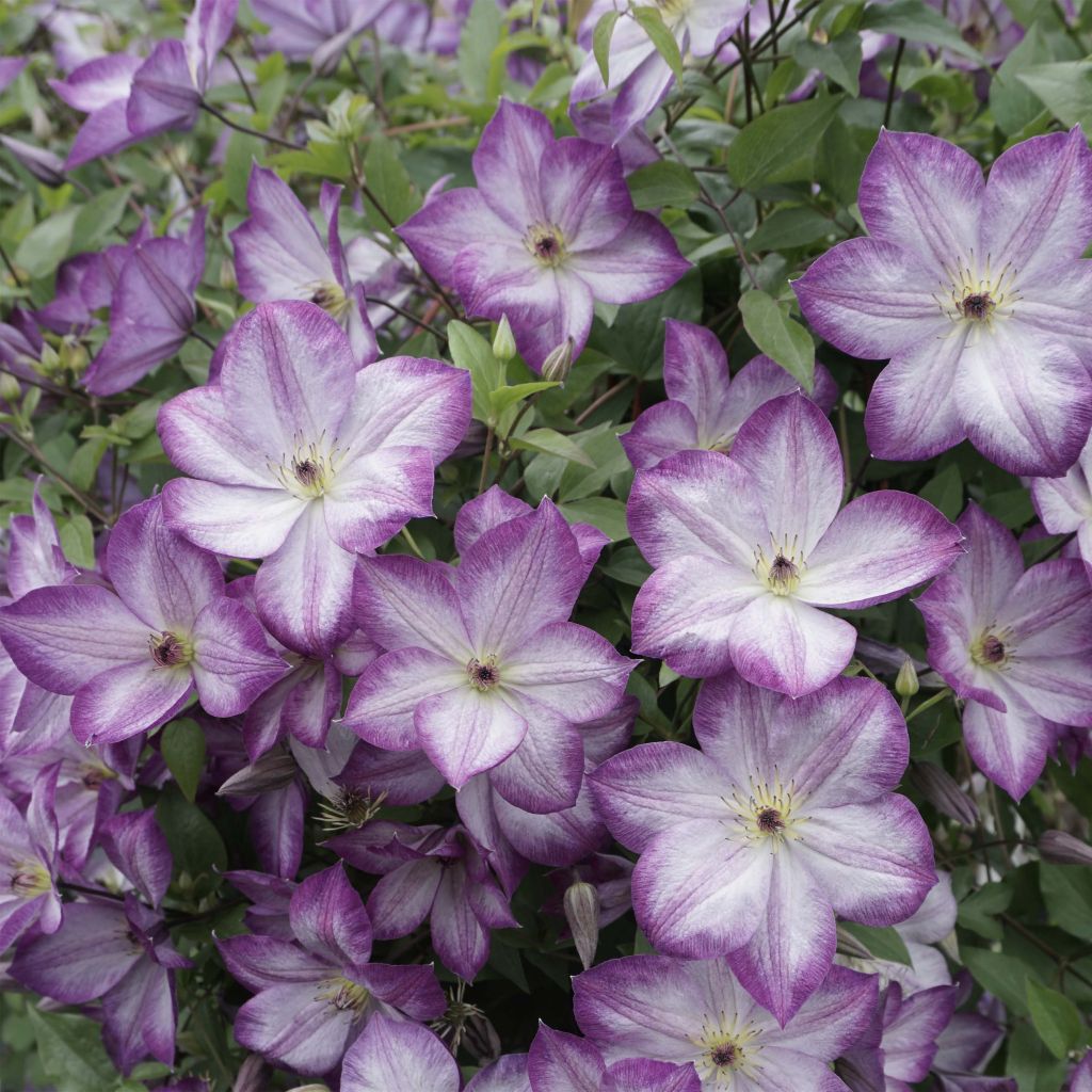 Clematis x viticella Pernille 
