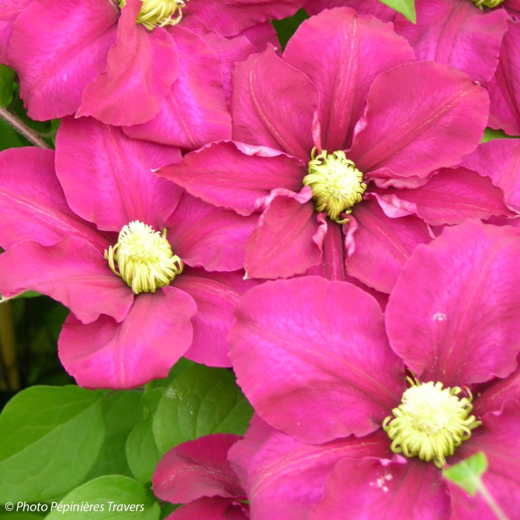 Clematis Success Magenta