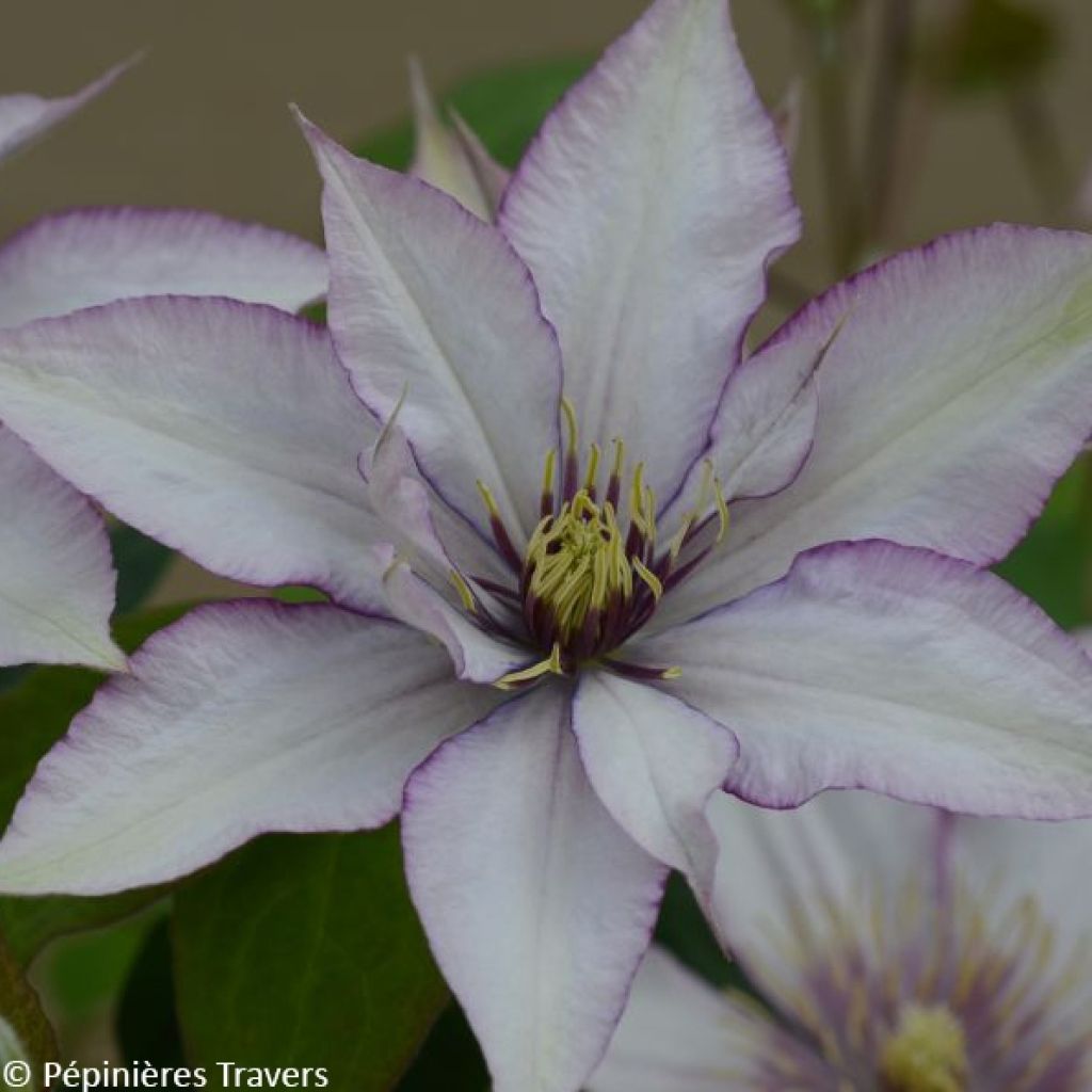 Clematis patens Samaritan Jo