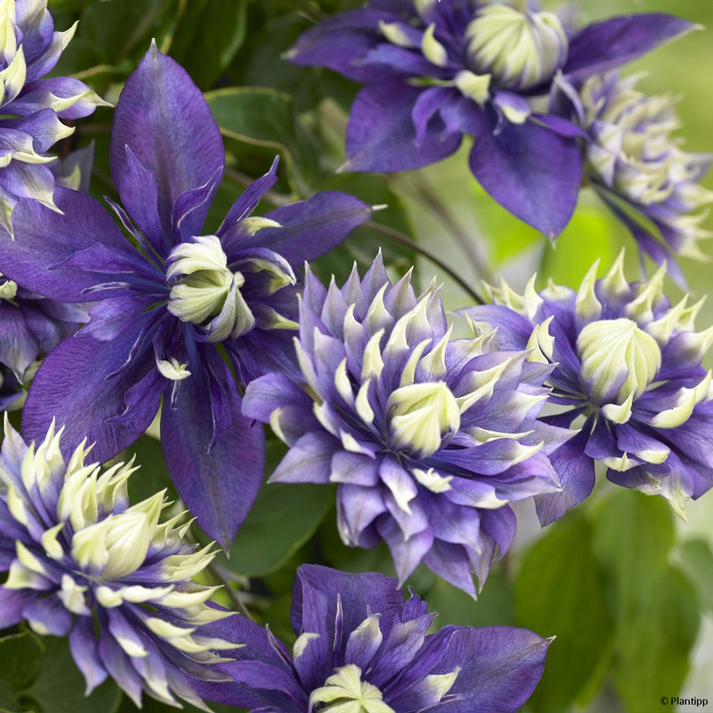 Clematis Taiga