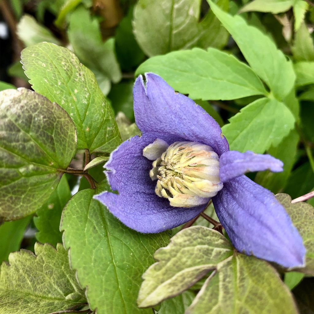 Clematis alpina - Alpine Clematis
