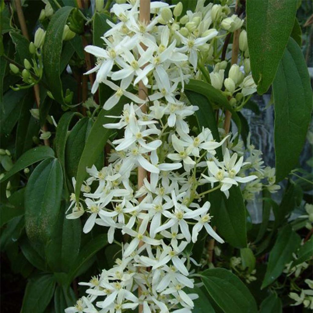 Clematis armandii Little White Charm - Evergreen Clematis