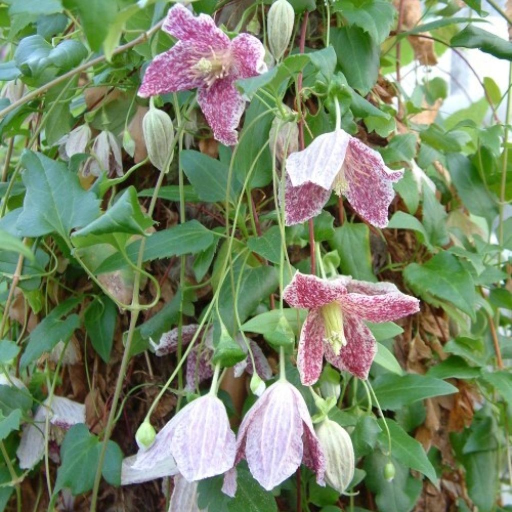 Clematis cirrhosa Freckles