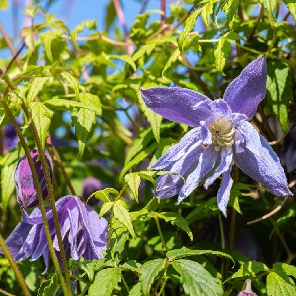 Clematis macropetala 