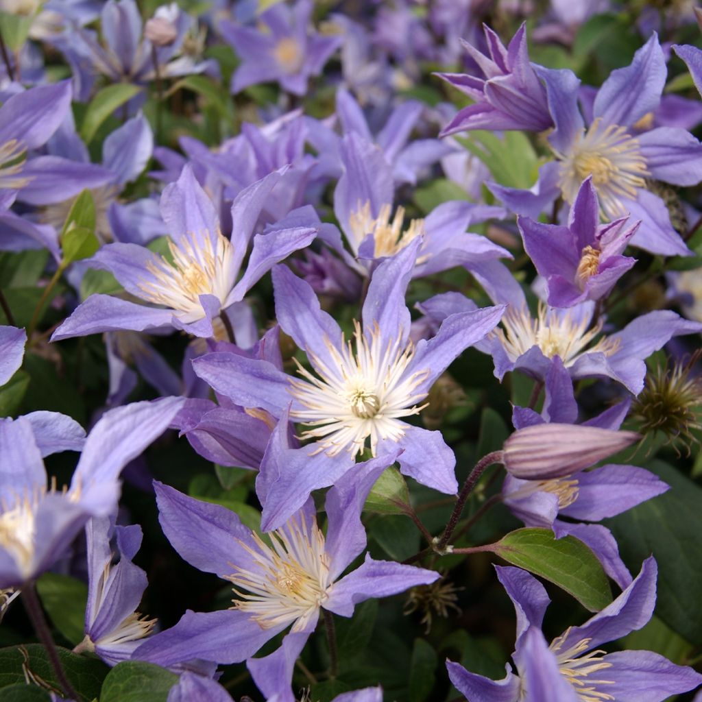 Clematis integrifolia Blue River