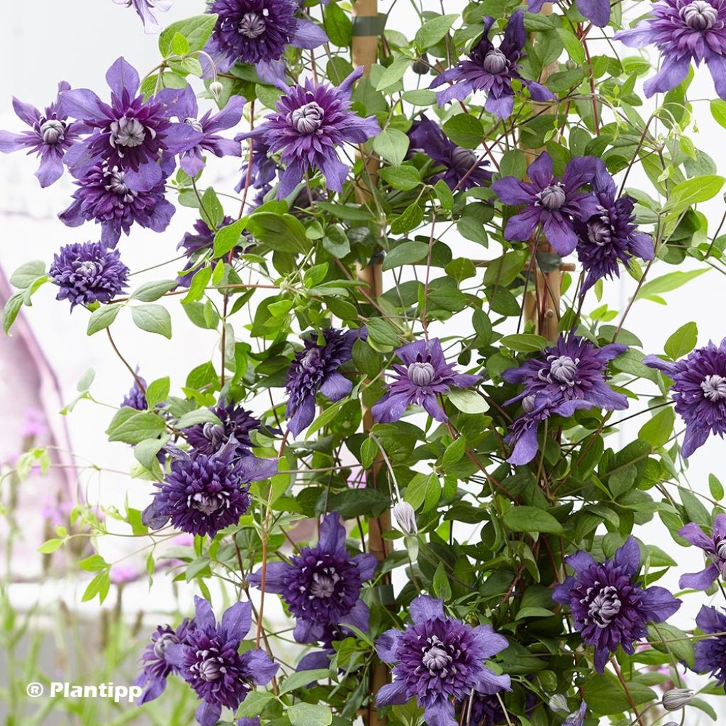 Clematis  Kokonoe