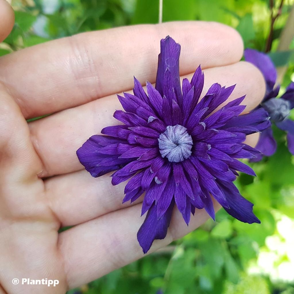 Clematis  Kokonoe