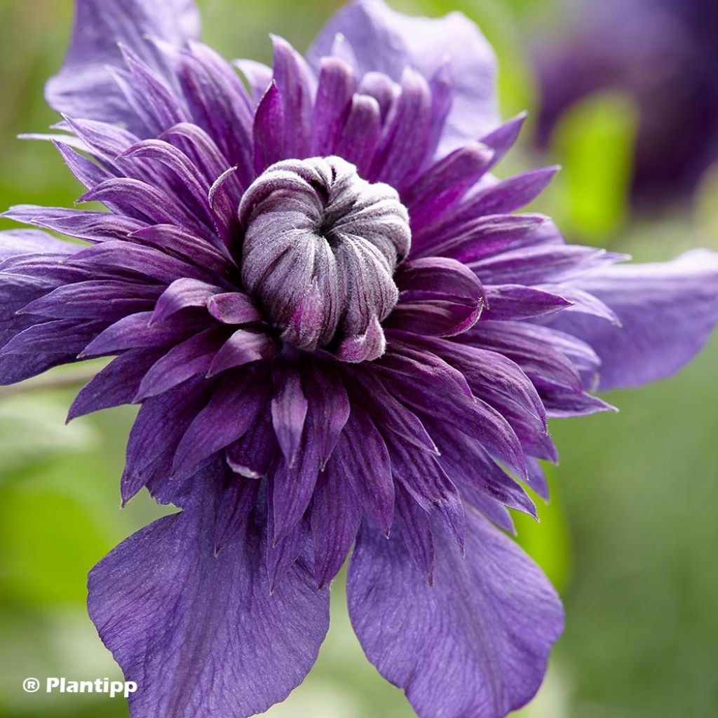 Clematis  Kokonoe