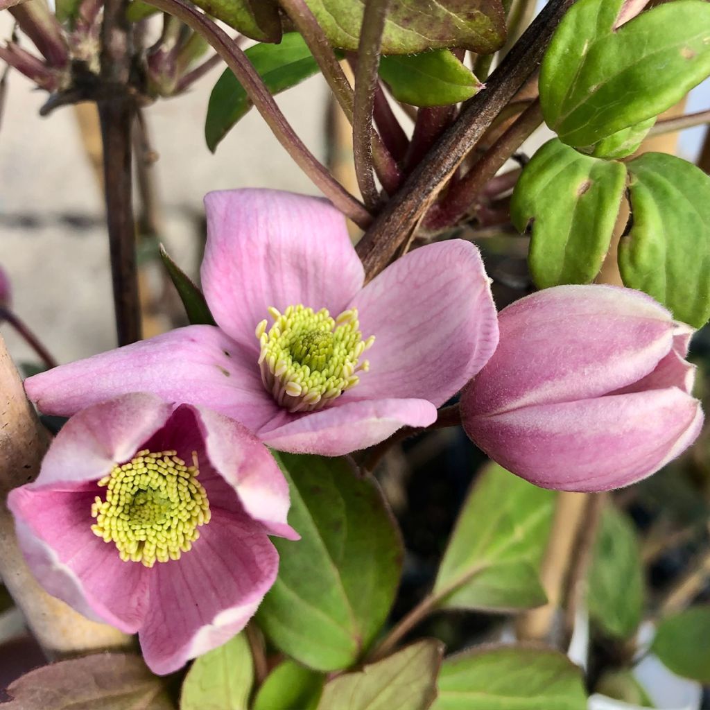 Clematis Elizabeth