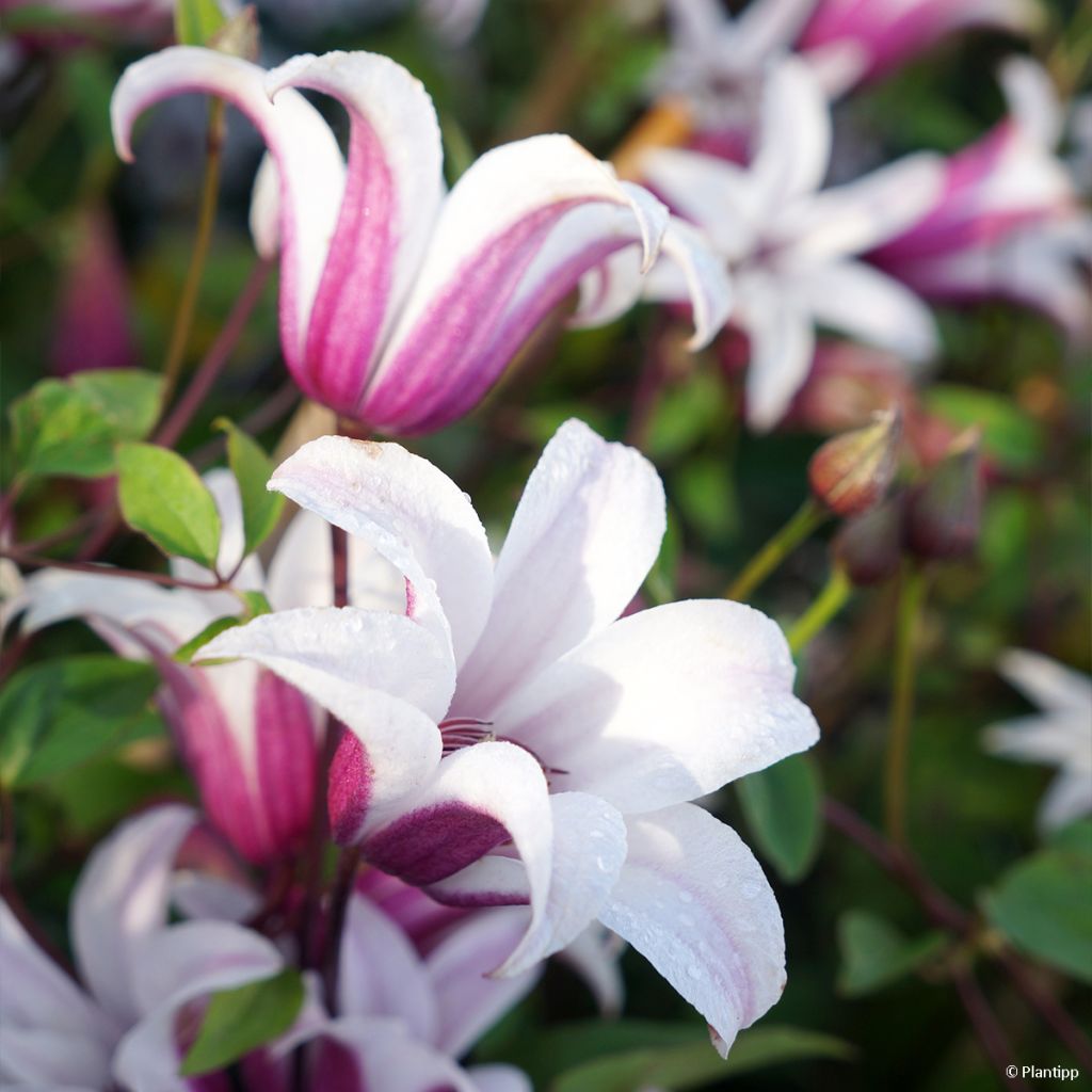 Clematis texensis Princess Kate - Scarlet Leather Flower
