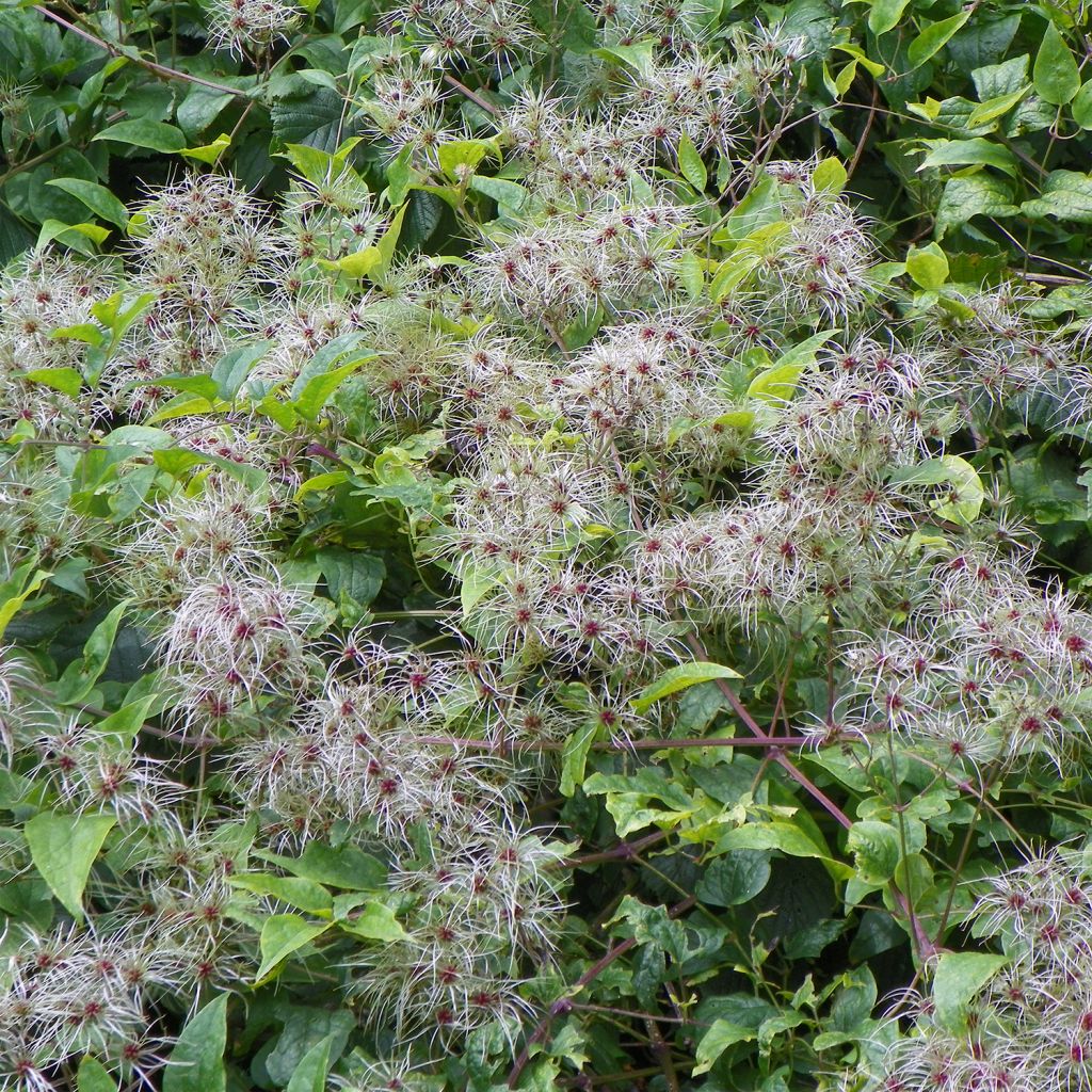 Clematis vitalba - Old Man's Beard