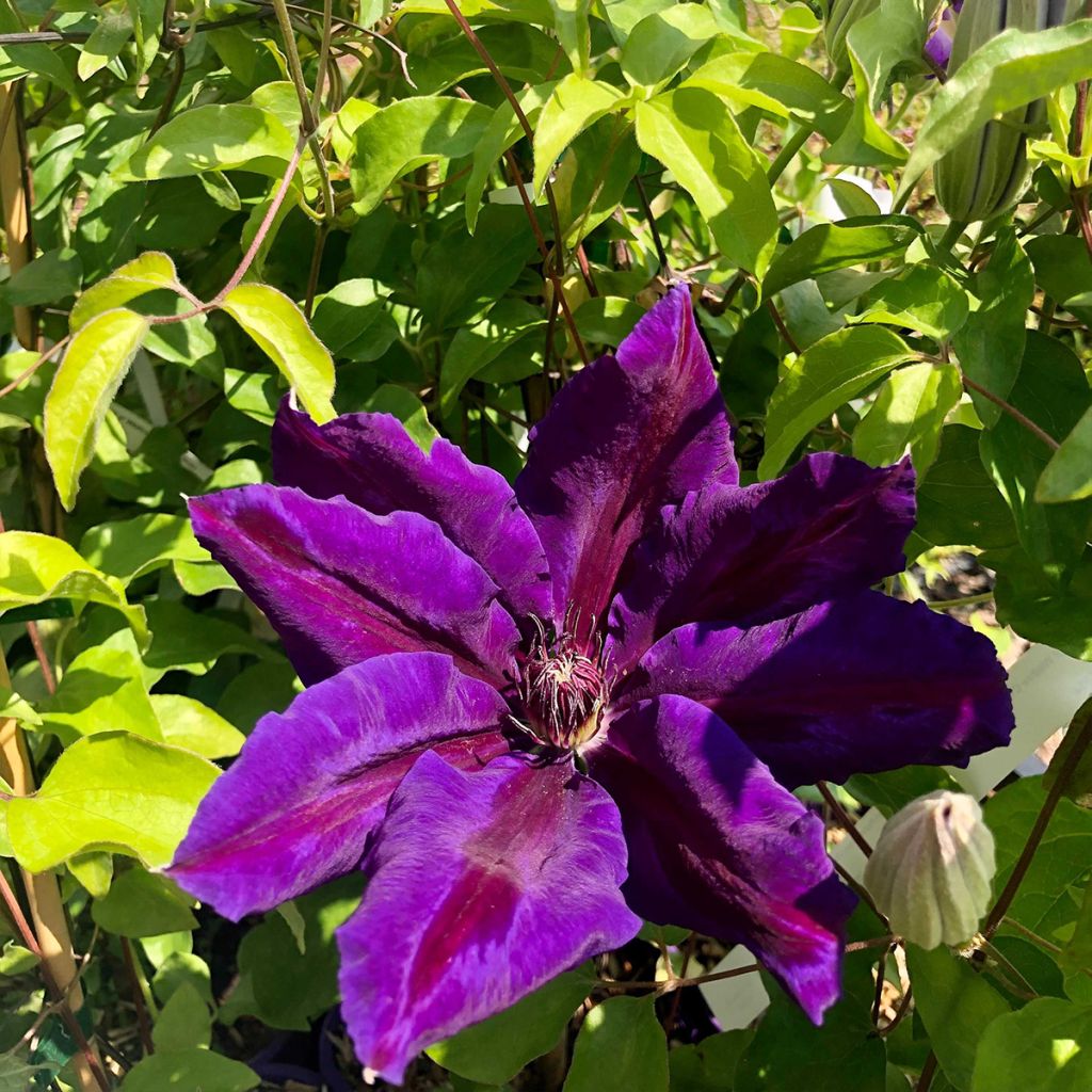 Clematis Wildfire