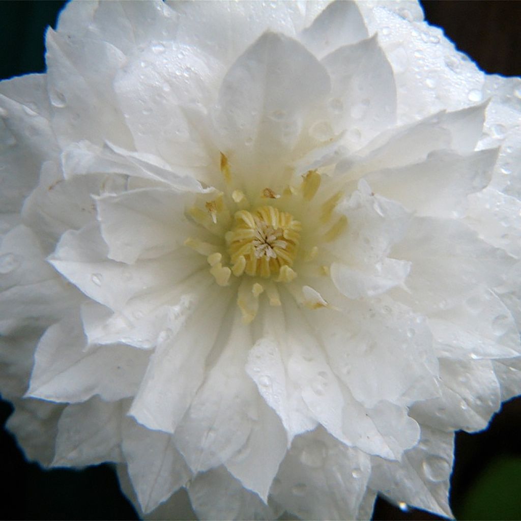 Clematis patens Arctic Queen