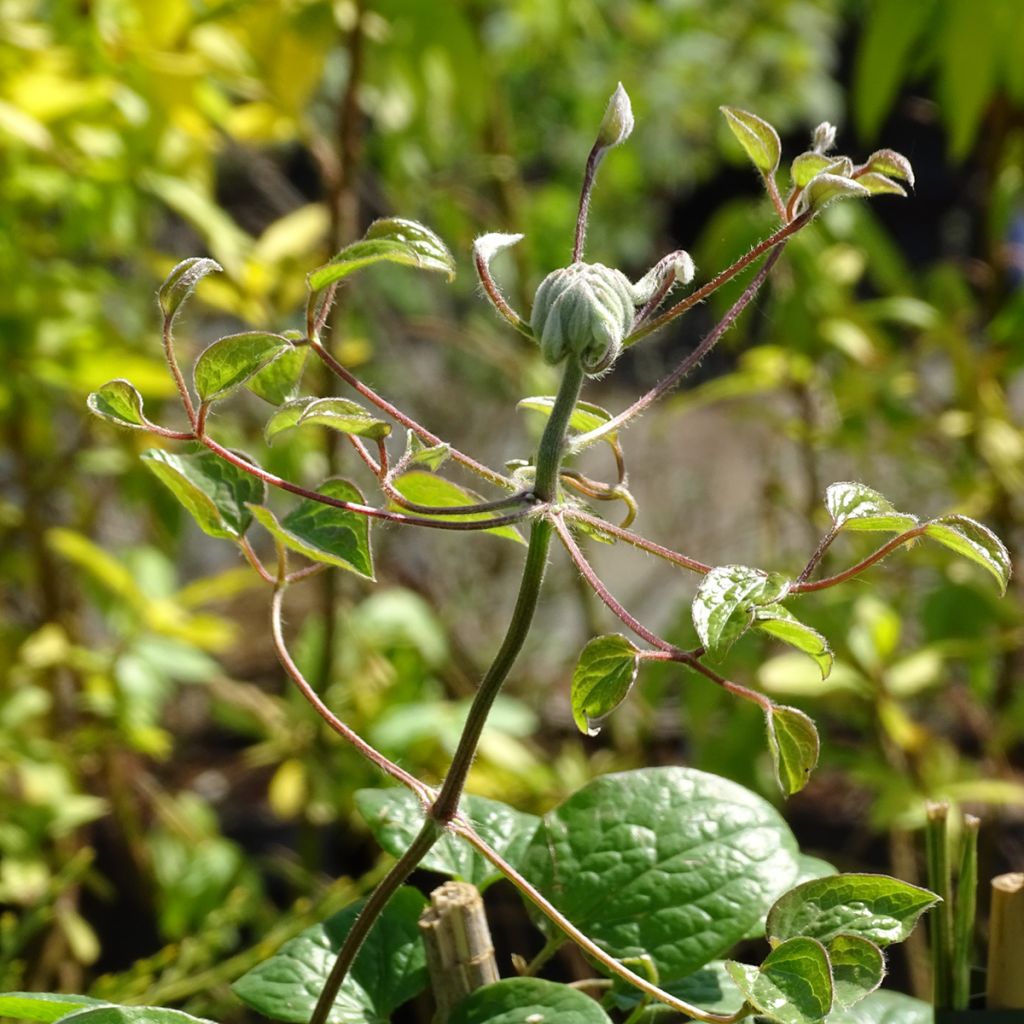 Clematis patens Dancing Smile