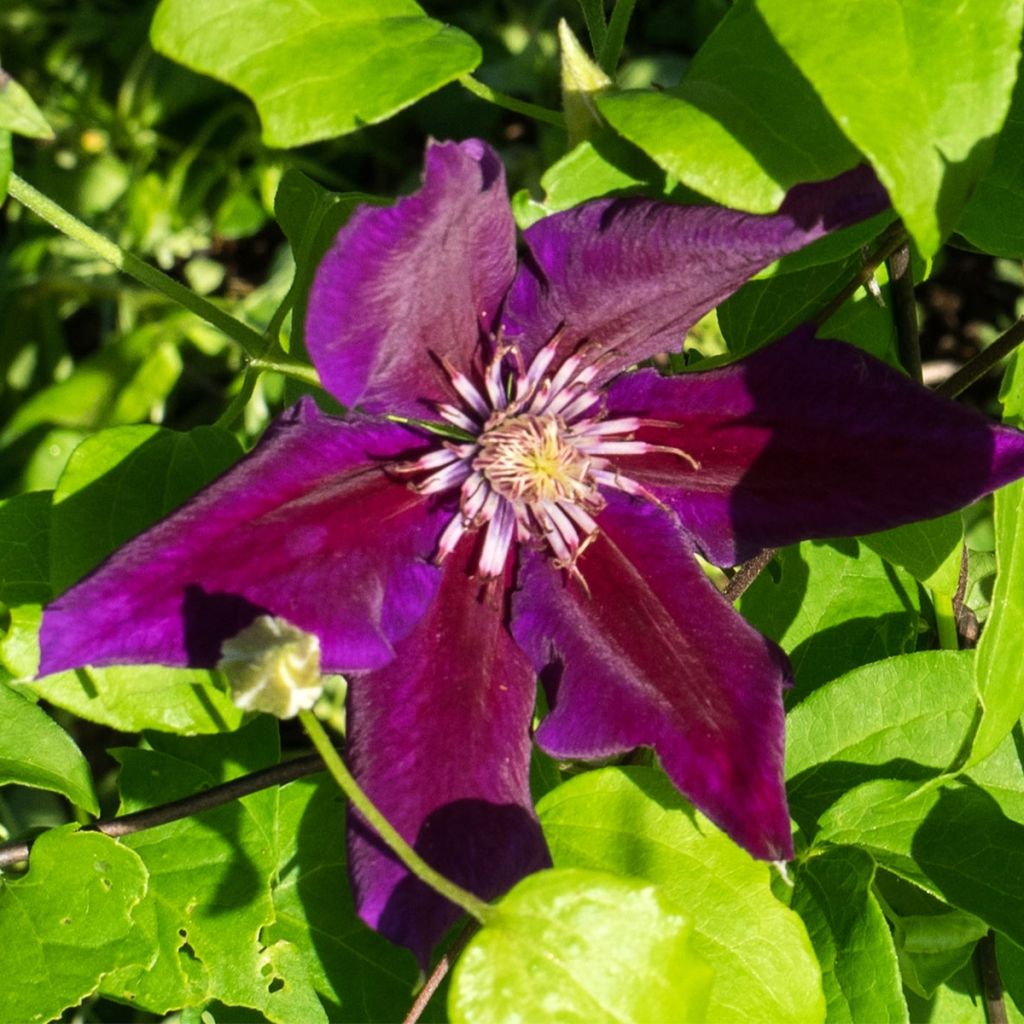 Clematis Julka