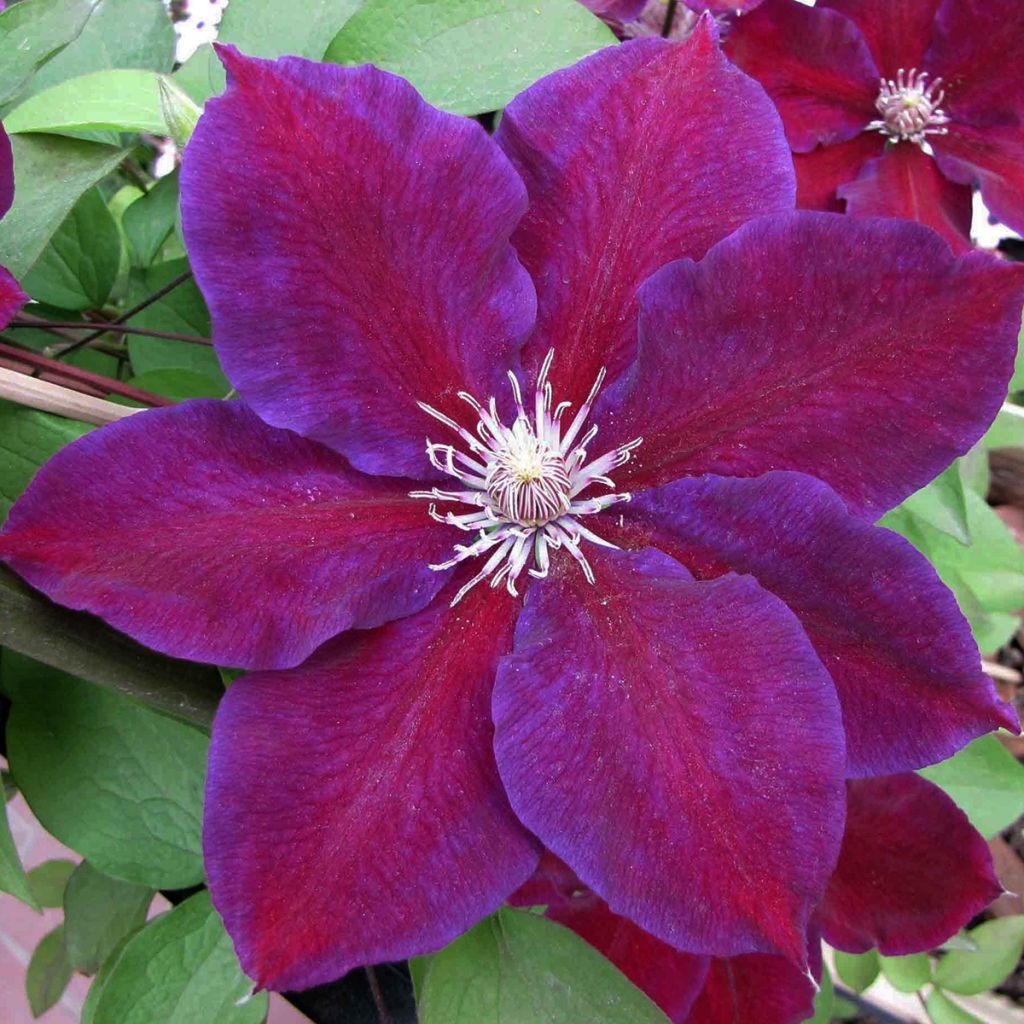 Clematis Julka