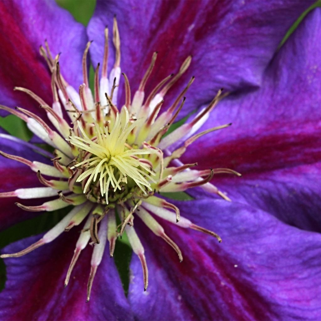 Clematis Julka