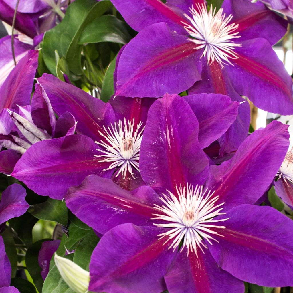 Clematis Julka