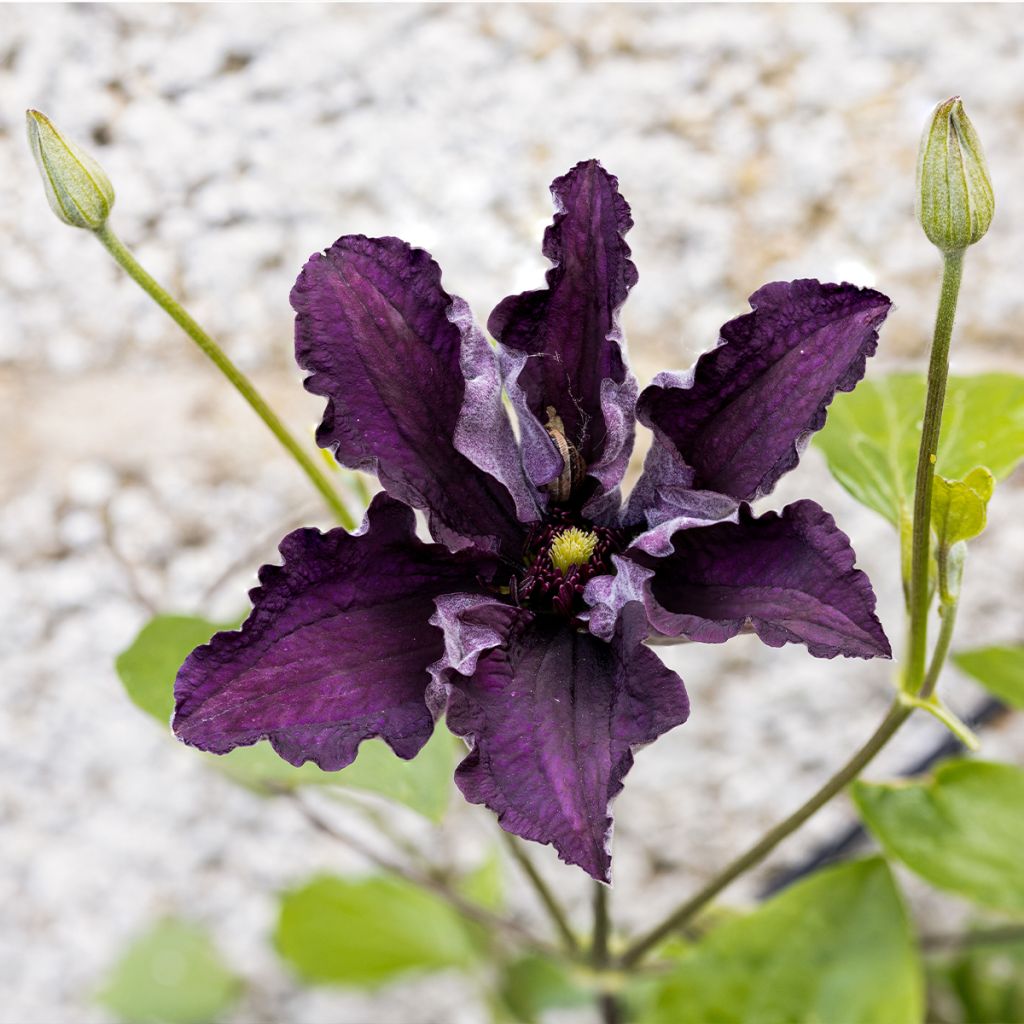 Clematis Rasputin