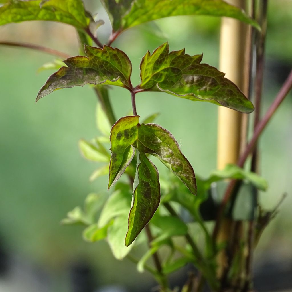 Clematis Venosa Violacea