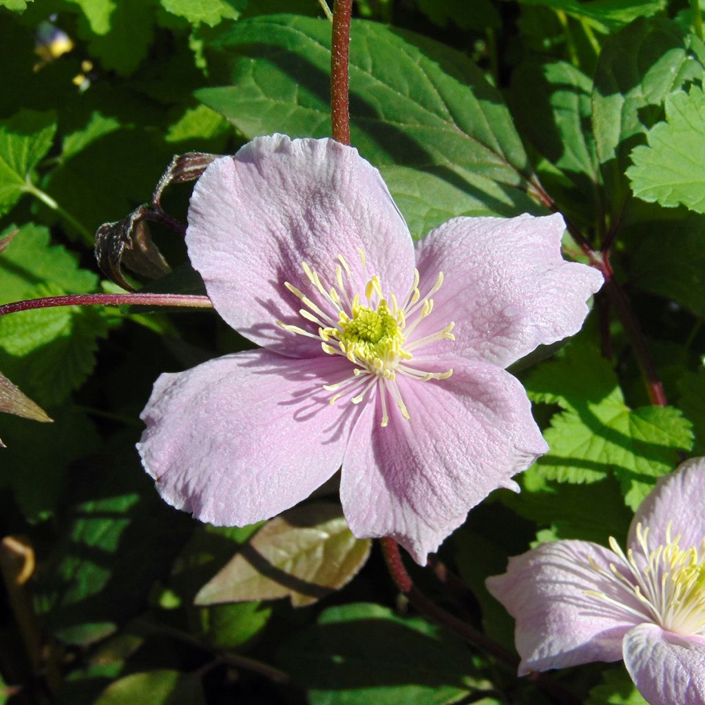 Clematis montana Mayleen