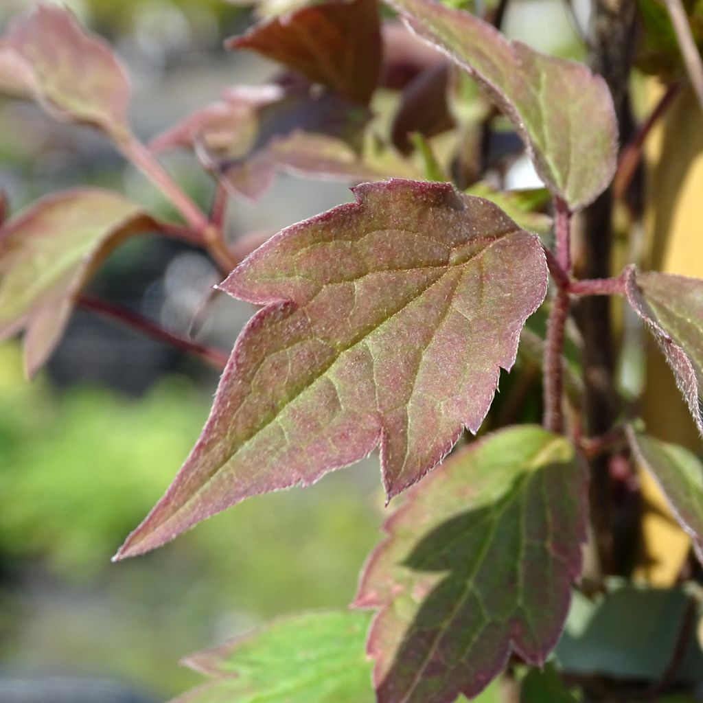 Clematis montana Rosebud