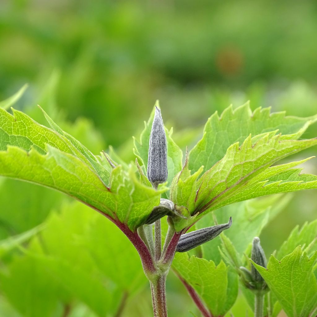 Clematis stans