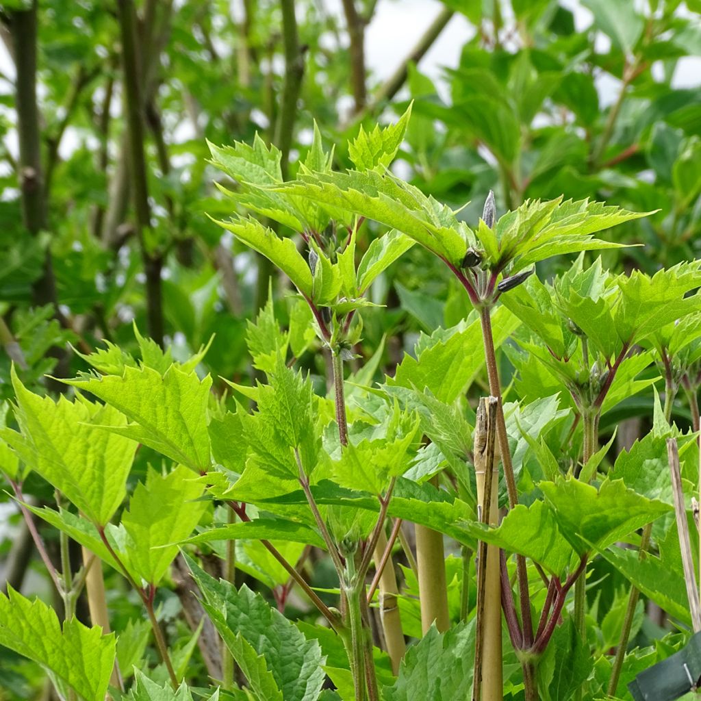 Clematis stans