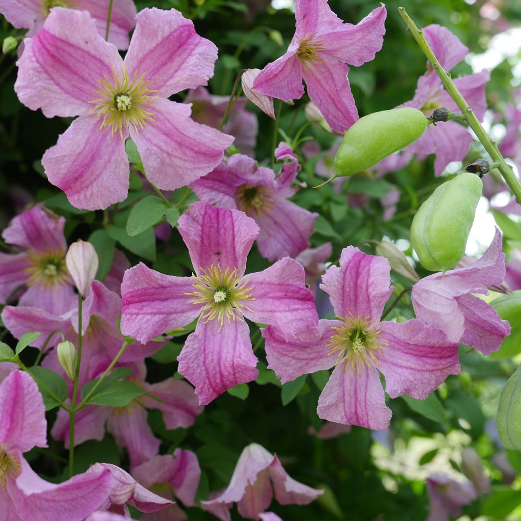 Clematis Krakowiak