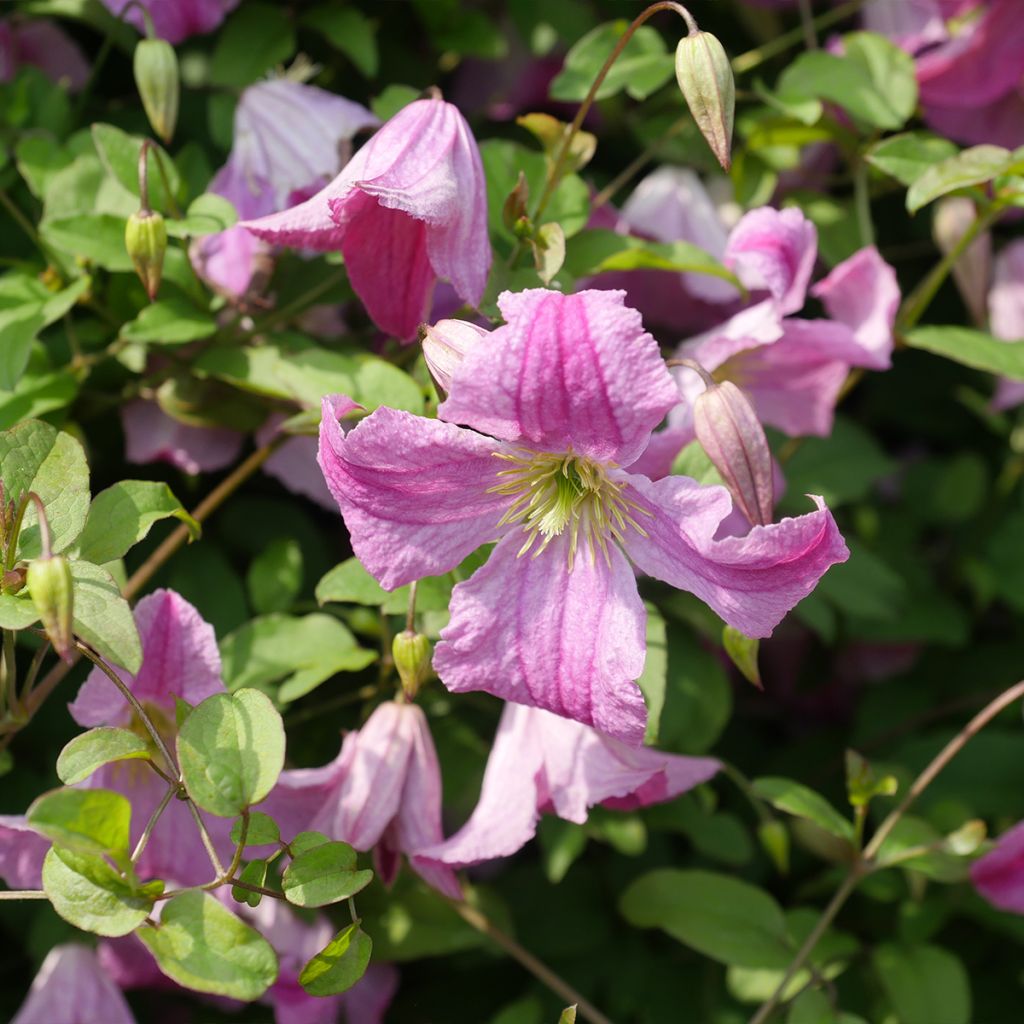 Clematis Krakowiak
