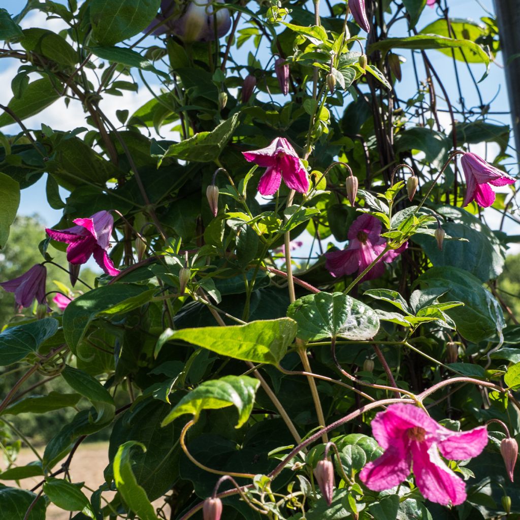Clematis Krakowiak