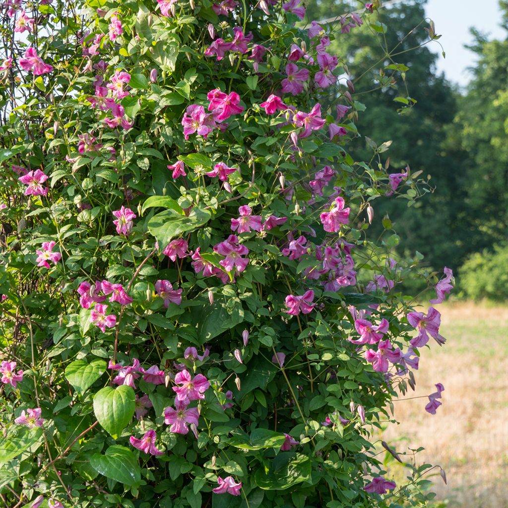 Clematis Krakowiak