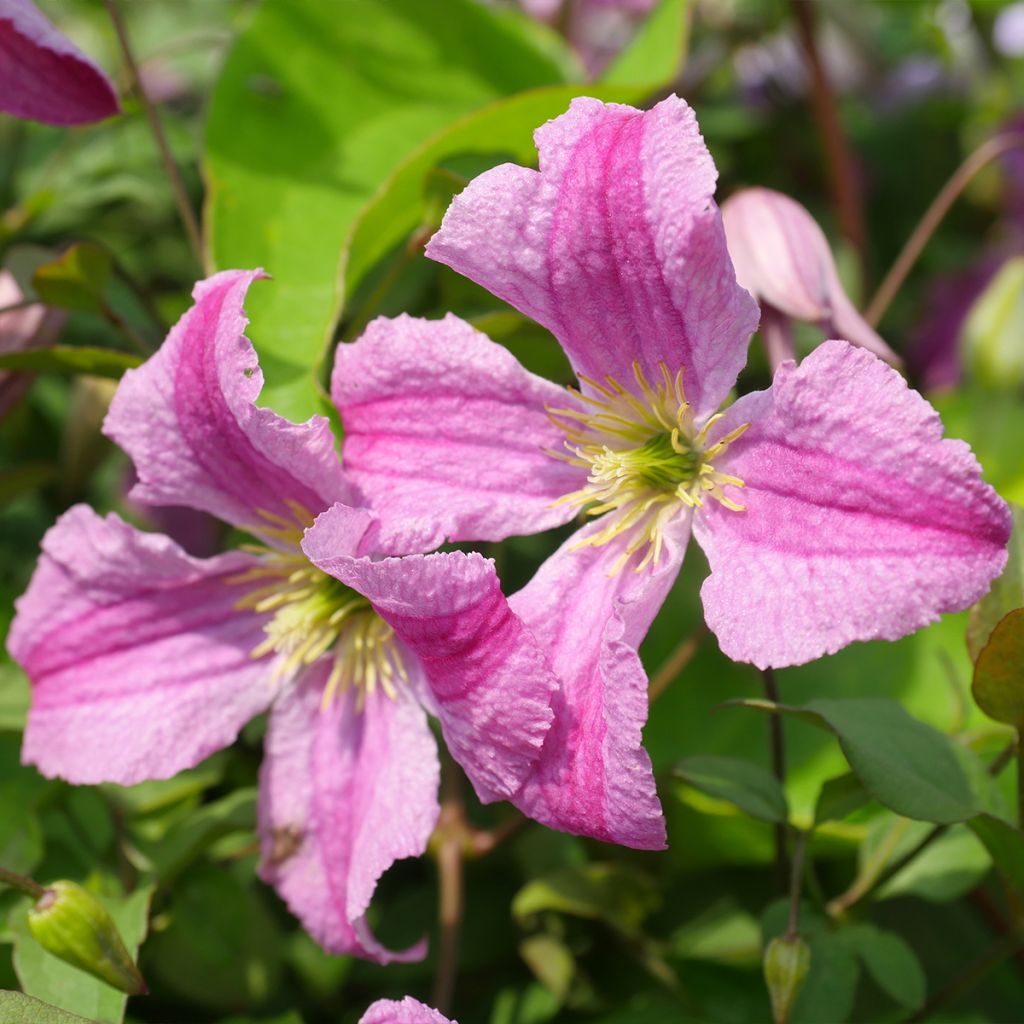Clematis Krakowiak